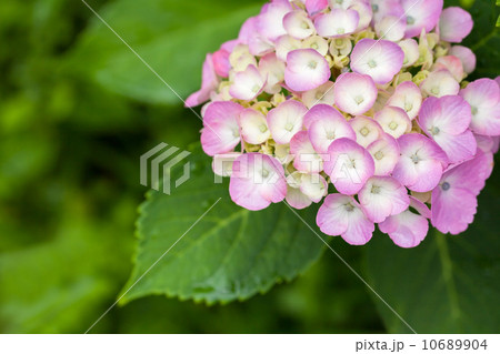紫陽花 10689904