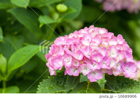紫陽花 10689906
