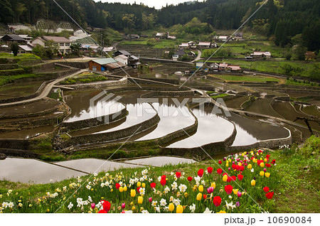 広島井仁の棚田と傍らに咲くチューリップの花 広島井仁の棚田と傍らに咲くチューリップの花 10690084