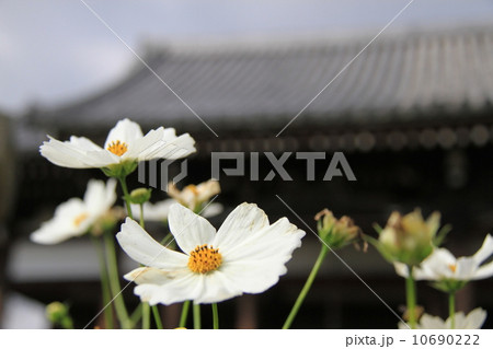 般若寺 10690222