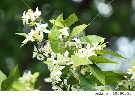 みかんの花 10690256