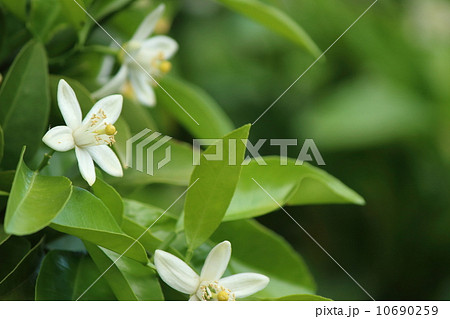 みかんの花 10690259