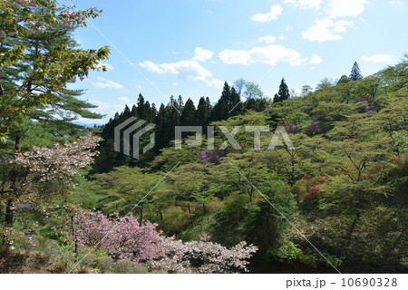 妙義山の八重桜 10690328