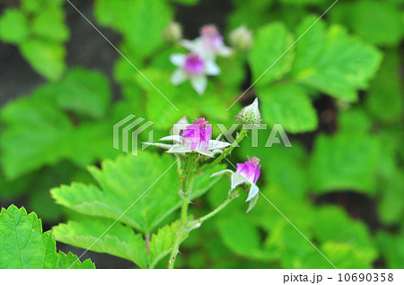 ナワシロイチゴ 10690358