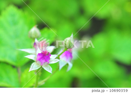 ナワシロイチゴ 10690359