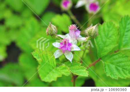 ナワシロイチゴ 10690360