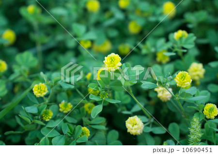 米粒詰草 10690451