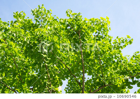 いちょうの新緑 10690546