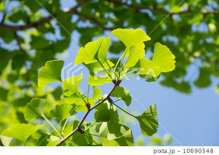 いちょうの新緑 10690548