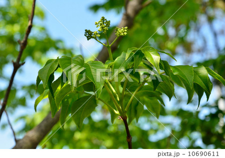 樹木・ゴンズイ　ミツバウツギ科 10690611