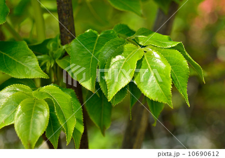 樹木・ゴンズイ ミツバウツギ科 樹木・ゴンズイ ミツバウツギ科 10690612