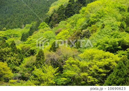 新緑 新緑 10690623