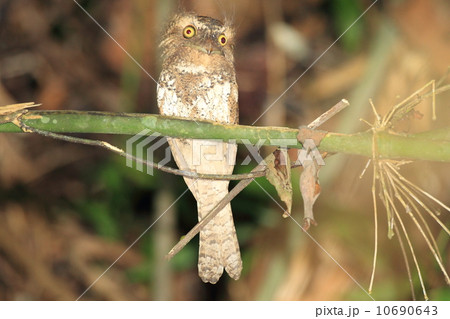 パラワンガマグチヨタカ パラワンガマグチヨタカ 10690643