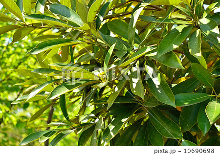 樹木・マテバシイ　ブナ科 10690698