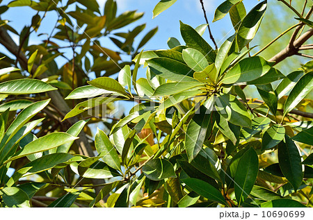 樹木・マテバシイ　ブナ科 10690699