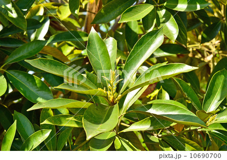 樹木・マテバシイ ブナ科 樹木・マテバシイ ブナ科 10690700