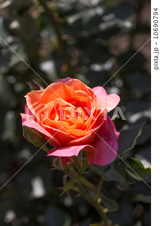 四季咲きのバラ ディズニーランド ローズ の写真素材