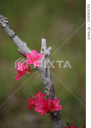 ツツジ ツツジ 10690819