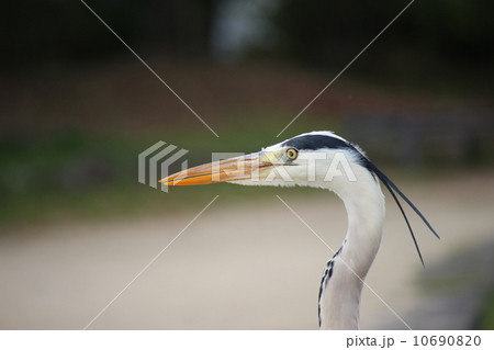 アオサギ 10690820