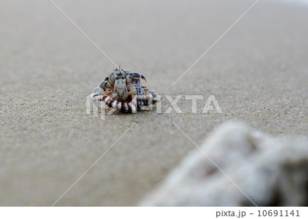 西表島　月ヶ浜のヤドカリ 10691141