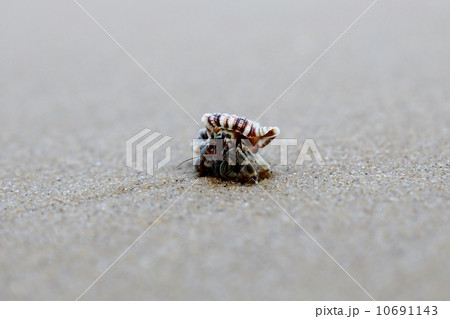 西表島　月ヶ浜のヤドカリ 10691143