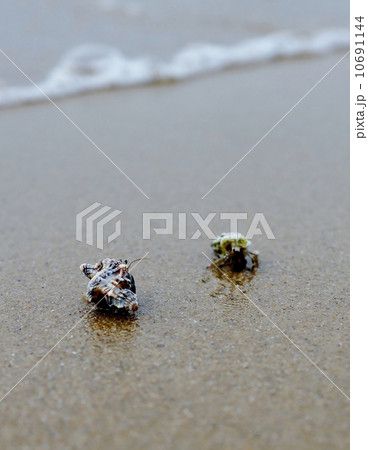 西表島　月ヶ浜のヤドカリ 10691144