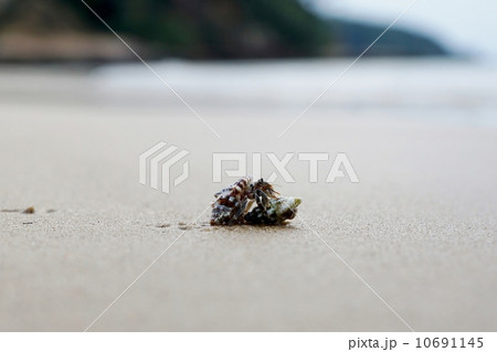 西表島　月ヶ浜のヤドカリ 10691145