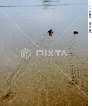 西表島　月ヶ浜のヤドカリ 10691146