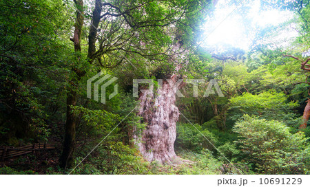 世界自然遺産 屋久島 縄文杉 世界自然遺産 屋久島 縄文杉 10691229