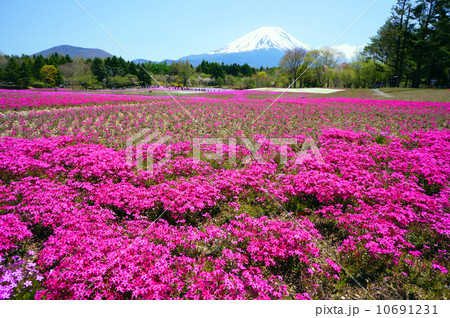 富士芝桜祭りの風景 富士芝桜祭りの風景 10691231