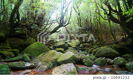 世界自然遺産　屋久島　もののけの森　白谷雲水峡 10691232