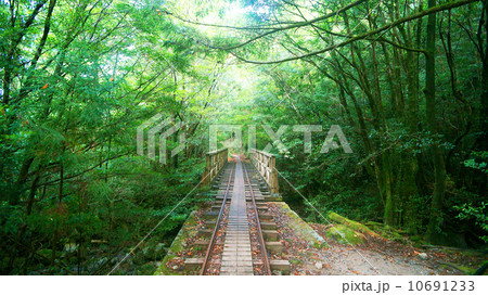 世界自然遺産　屋久島のトロッコ道 10691233