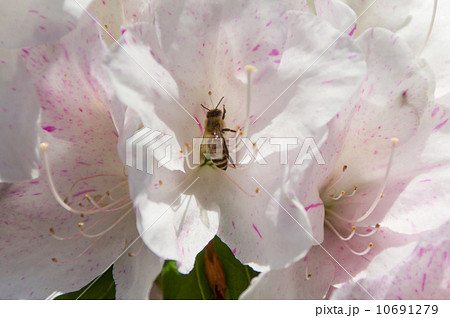 ツツジの蜜を集める蜜蜂 10691279