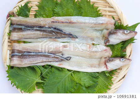 穴子の開き 10691381