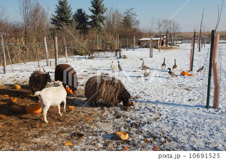 Farm animals 10691525