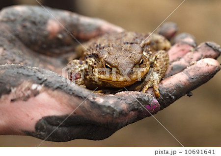 Toad in hand 10691641