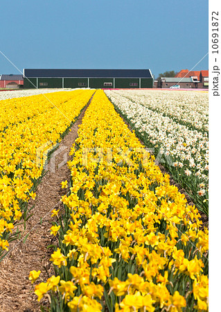 Yellow narcissus field in Holland 10691872