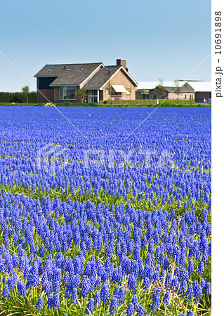 Blue Muscari field in Holland 10691898
