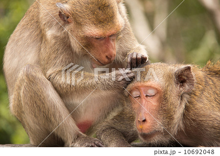 Two monkeys (long-tailed macaque) grooming one another. Two monkeys (long-tailed macaque) grooming one another. 10692048