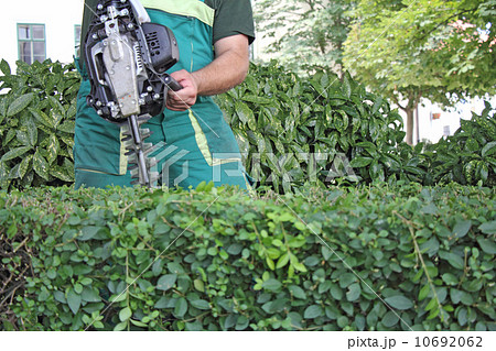 Man trimming hedge Man trimming hedge 10692062