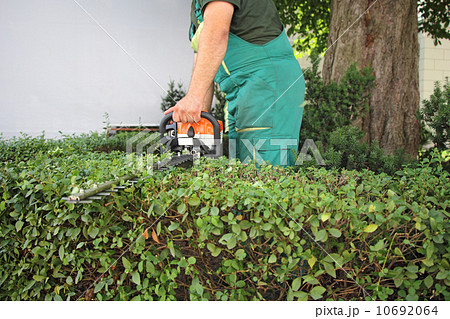 Man trimming hedge_1 Man trimming hedge_1 10692064