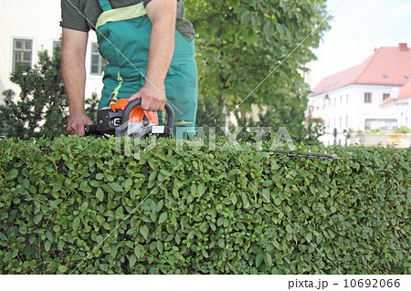Man trimming hedge_2 10692066