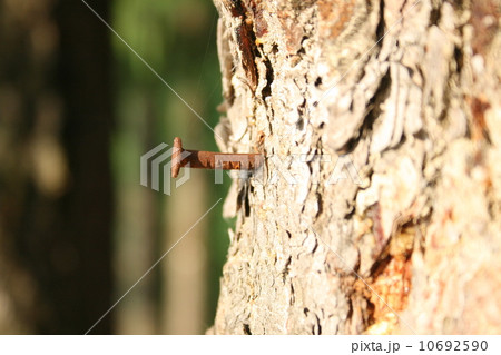 Rusty nail in the trunk of a tree Rusty nail in the trunk of a tree 10692590