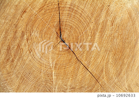 Cross section tree 10692633