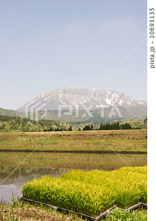 田植えが始まる大山の麓の田圃の景色 10693135