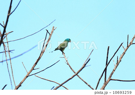 パラワンウチワインコ 10693259