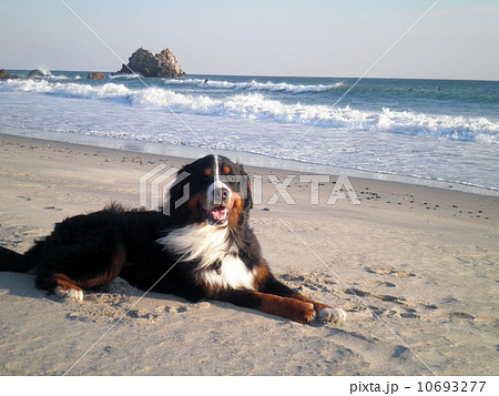 バーニーズマウンテンドッグ 10693277