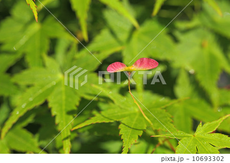 イロハモミジの種子と朝露 10693302