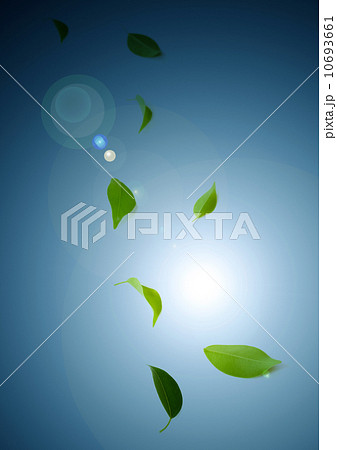 木の葉 10693661