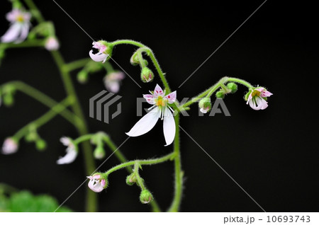 ユキノシタ 10693743